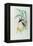 Bonaparte's Star Fronted Hummingbird-John Gould-Framed Premier Image Canvas