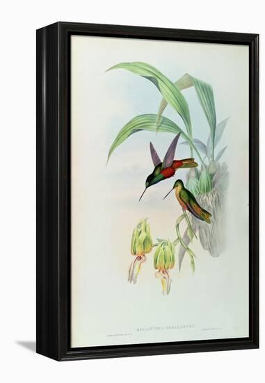 Bonaparte's Star Fronted Hummingbird-John Gould-Framed Premier Image Canvas