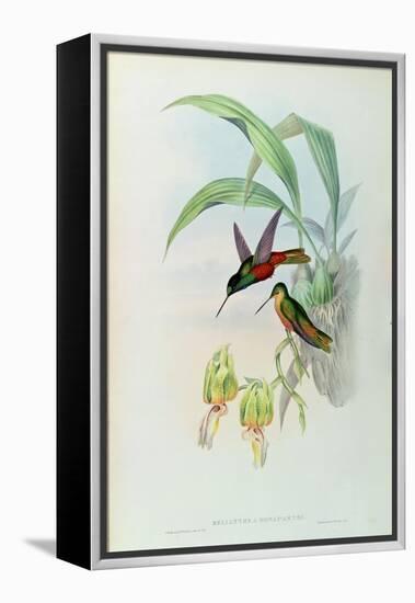 Bonaparte's Star Fronted Hummingbird-John Gould-Framed Premier Image Canvas