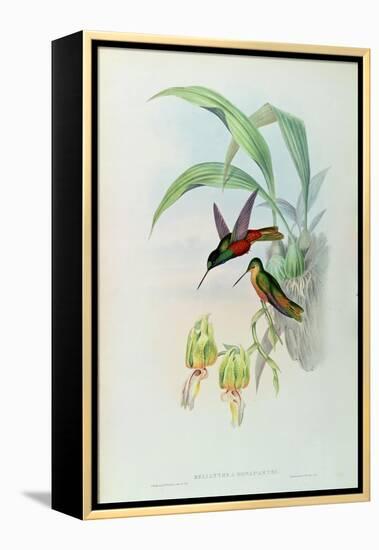 Bonaparte's Star Fronted Hummingbird-John Gould-Framed Premier Image Canvas