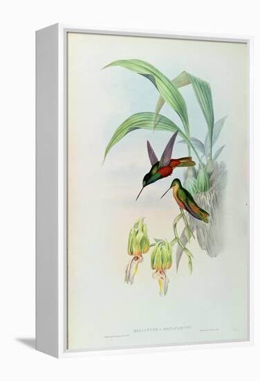 Bonaparte's Star Fronted Hummingbird-John Gould-Framed Premier Image Canvas
