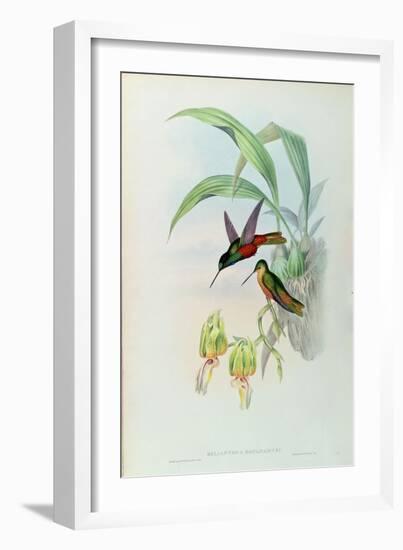 Bonaparte's Star Fronted Hummingbird-John Gould-Framed Giclee Print