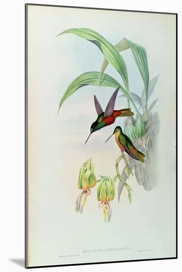 Bonaparte's Star Fronted Hummingbird-John Gould-Mounted Giclee Print