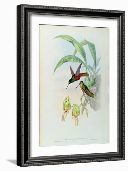 Bonaparte's Star Fronted Hummingbird-John Gould-Framed Giclee Print