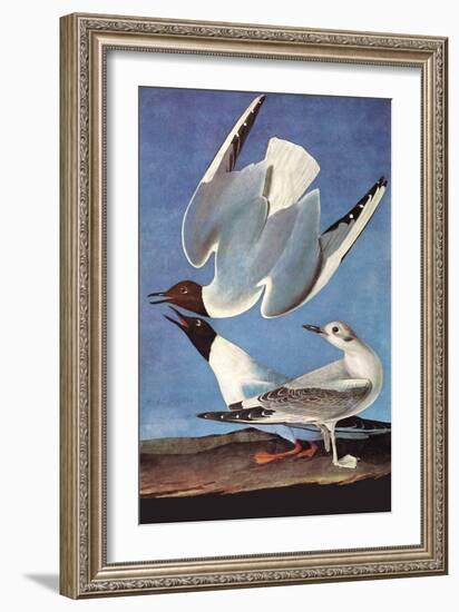 Bonapartes Gull-John James Audubon-Framed Art Print