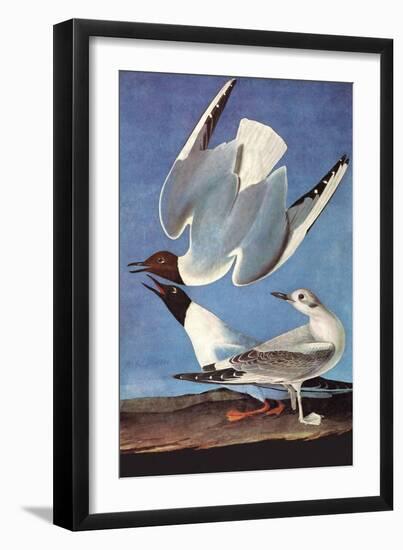 Bonapartes Gull-John James Audubon-Framed Art Print