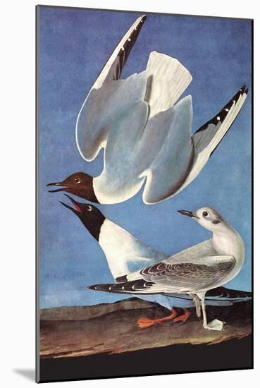 Bonapartes Gull-John James Audubon-Mounted Art Print