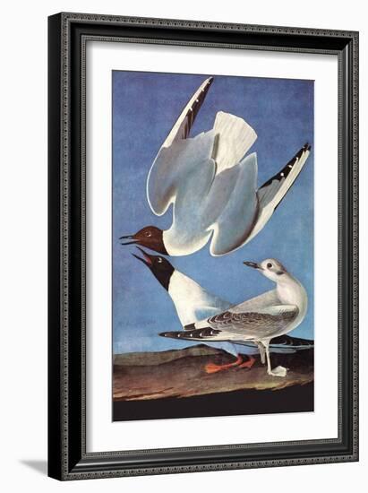 Bonapartes Gull-John James Audubon-Framed Art Print