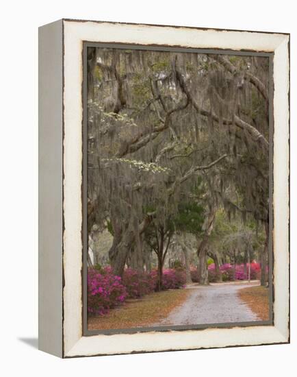 Bonaventure Cemetery with Moss Draped Oak, Dogwoods and Azaleas, Savannah, Georgia, USA-Joanne Wells-Framed Premier Image Canvas