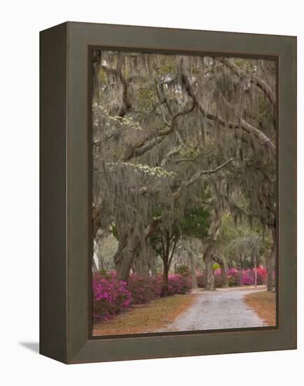 Bonaventure Cemetery with Moss Draped Oak, Dogwoods and Azaleas, Savannah, Georgia, USA-Joanne Wells-Framed Premier Image Canvas