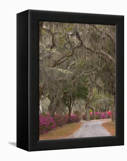 Bonaventure Cemetery with Moss Draped Oak, Dogwoods and Azaleas, Savannah, Georgia, USA-Joanne Wells-Framed Premier Image Canvas