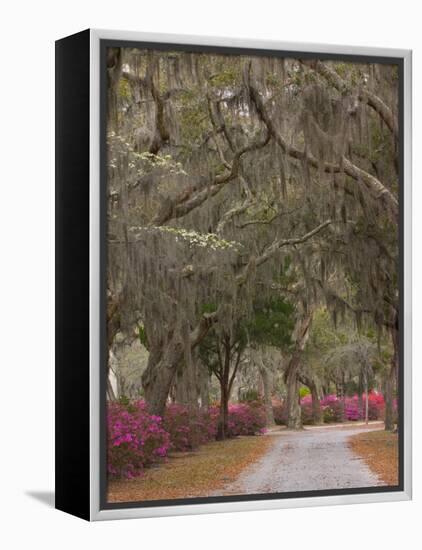 Bonaventure Cemetery with Moss Draped Oak, Dogwoods and Azaleas, Savannah, Georgia, USA-Joanne Wells-Framed Premier Image Canvas