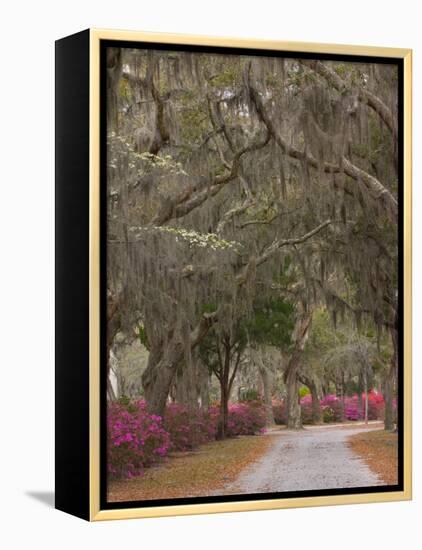 Bonaventure Cemetery with Moss Draped Oak, Dogwoods and Azaleas, Savannah, Georgia, USA-Joanne Wells-Framed Premier Image Canvas