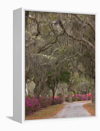 Bonaventure Cemetery with Moss Draped Oak, Dogwoods and Azaleas, Savannah, Georgia, USA-Joanne Wells-Framed Premier Image Canvas