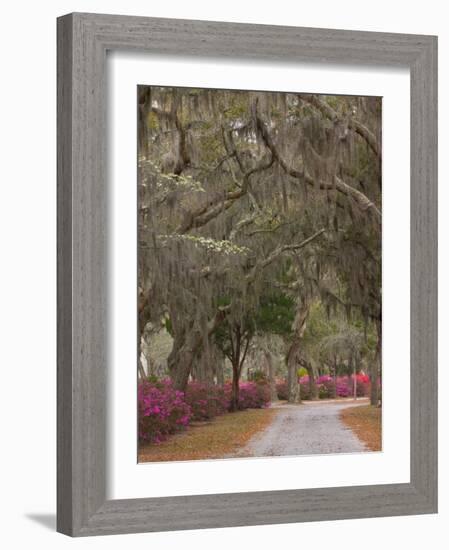 Bonaventure Cemetery with Moss Draped Oak, Dogwoods and Azaleas, Savannah, Georgia, USA-Joanne Wells-Framed Photographic Print