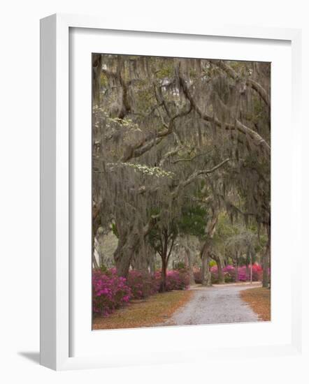 Bonaventure Cemetery with Moss Draped Oak, Dogwoods and Azaleas, Savannah, Georgia, USA-Joanne Wells-Framed Photographic Print