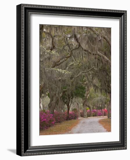 Bonaventure Cemetery with Moss Draped Oak, Dogwoods and Azaleas, Savannah, Georgia, USA-Joanne Wells-Framed Photographic Print