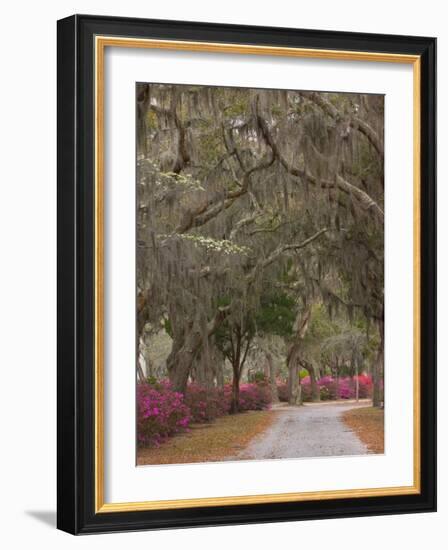 Bonaventure Cemetery with Moss Draped Oak, Dogwoods and Azaleas, Savannah, Georgia, USA-Joanne Wells-Framed Photographic Print