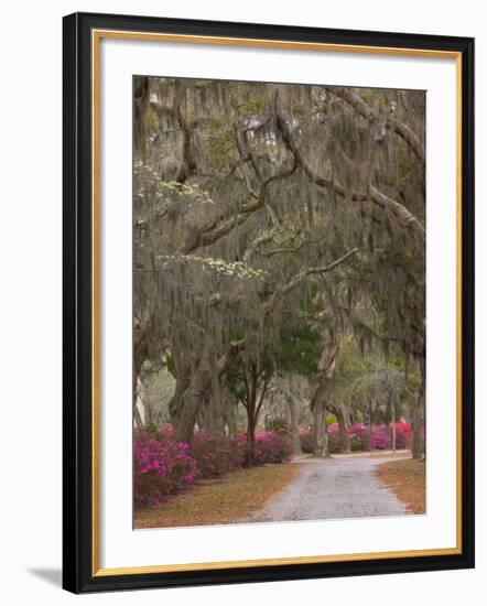 Bonaventure Cemetery with Moss Draped Oak, Dogwoods and Azaleas, Savannah, Georgia, USA-Joanne Wells-Framed Photographic Print