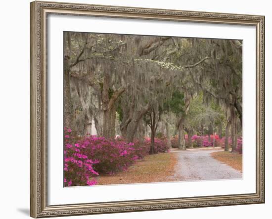 Bonaventure Cemetery with Moss Draped Oak, Dogwoods and Azaleas, Savannah, Georgia, USA-Joanne Wells-Framed Photographic Print