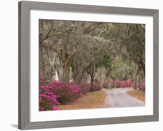 Bonaventure Cemetery with Moss Draped Oak, Dogwoods and Azaleas, Savannah, Georgia, USA-Joanne Wells-Framed Photographic Print