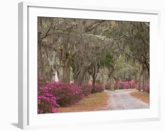 Bonaventure Cemetery with Moss Draped Oak, Dogwoods and Azaleas, Savannah, Georgia, USA-Joanne Wells-Framed Photographic Print