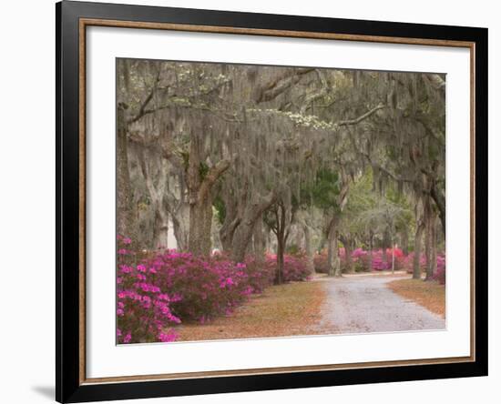 Bonaventure Cemetery with Moss Draped Oak, Dogwoods and Azaleas, Savannah, Georgia, USA-Joanne Wells-Framed Photographic Print