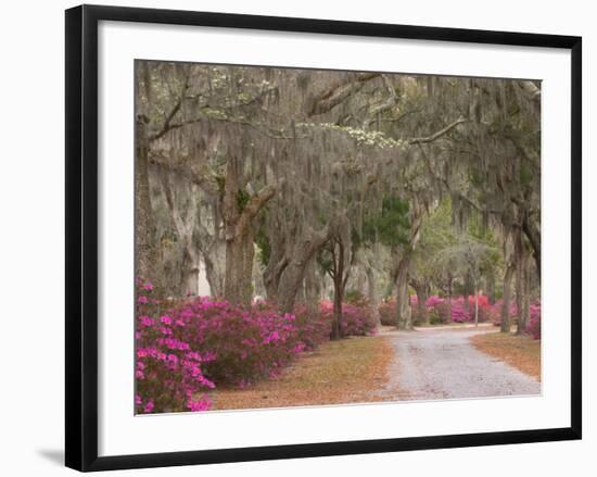 Bonaventure Cemetery with Moss Draped Oak, Dogwoods and Azaleas, Savannah, Georgia, USA-Joanne Wells-Framed Photographic Print