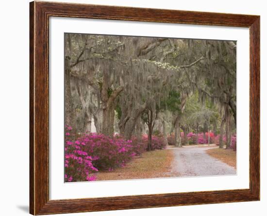 Bonaventure Cemetery with Moss Draped Oak, Dogwoods and Azaleas, Savannah, Georgia, USA-Joanne Wells-Framed Photographic Print