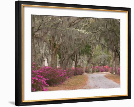 Bonaventure Cemetery with Moss Draped Oak, Dogwoods and Azaleas, Savannah, Georgia, USA-Joanne Wells-Framed Photographic Print