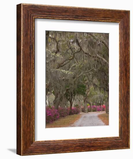 Bonaventure Cemetery with Moss Draped Oak, Dogwoods and Azaleas, Savannah, Georgia, USA-Joanne Wells-Framed Photographic Print