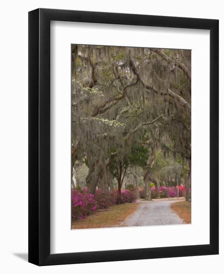 Bonaventure Cemetery with Moss Draped Oak, Dogwoods and Azaleas, Savannah, Georgia, USA-Joanne Wells-Framed Photographic Print