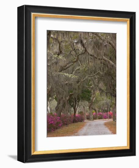 Bonaventure Cemetery with Moss Draped Oak, Dogwoods and Azaleas, Savannah, Georgia, USA-Joanne Wells-Framed Photographic Print