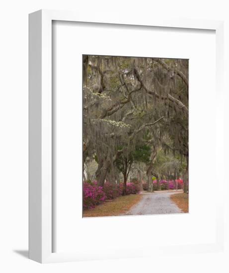 Bonaventure Cemetery with Moss Draped Oak, Dogwoods and Azaleas, Savannah, Georgia, USA-Joanne Wells-Framed Photographic Print