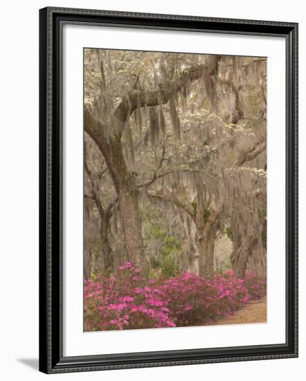 Bonaventure Cemetery with Moss Draped Oaks, Dogwood and Azalea, Georgia, USA-Joanne Wells-Framed Photographic Print