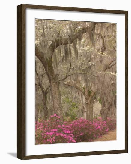 Bonaventure Cemetery with Moss Draped Oaks, Dogwood and Azalea, Georgia, USA-Joanne Wells-Framed Photographic Print