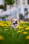 Happy Welsh Corgi Pembroke Dog Sitting in Yellow Dandelions Field in the Grass Smiling in Spring-BONDART-Premier Image Canvas