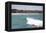 Bondi Beach, Sydney, New South Wales, Australia, Pacific-Mark Mawson-Framed Premier Image Canvas