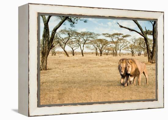 Bonding Lions Walk-Howard Ruby-Framed Premier Image Canvas