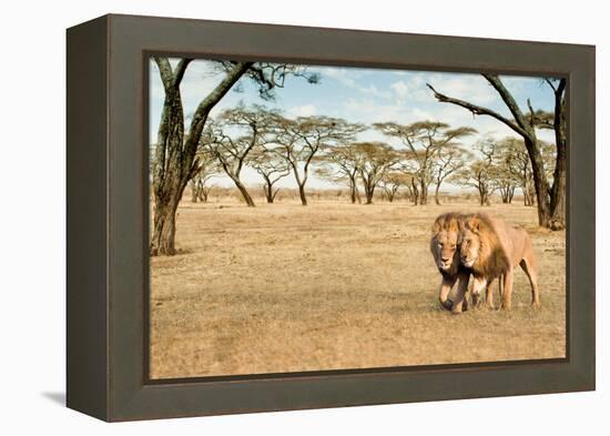 Bonding Lions Walk-Howard Ruby-Framed Premier Image Canvas
