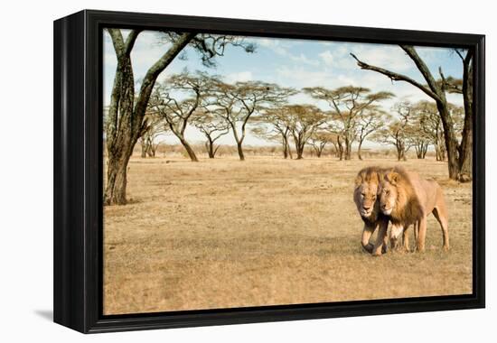Bonding Lions Walk-Howard Ruby-Framed Premier Image Canvas