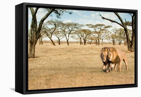 Bonding Lions Walk-Howard Ruby-Framed Premier Image Canvas