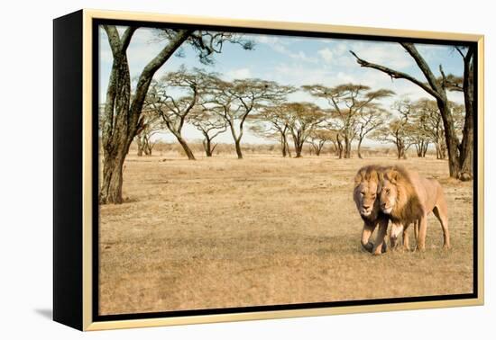 Bonding Lions Walk-Howard Ruby-Framed Premier Image Canvas