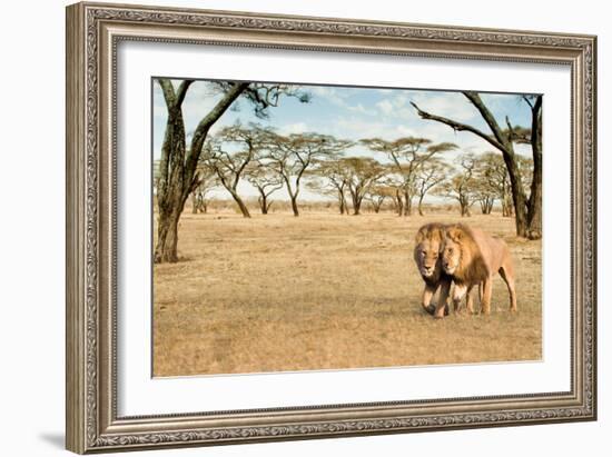 Bonding Lions Walk-Howard Ruby-Framed Photographic Print