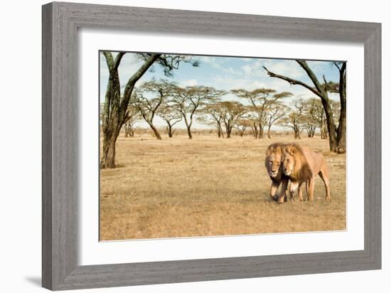 Bonding Lions Walk-Howard Ruby-Framed Photographic Print