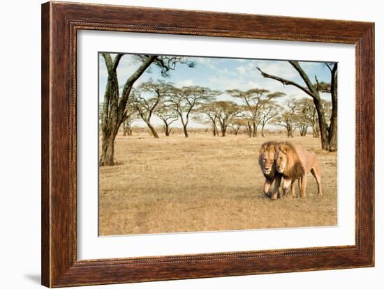 Bonding Lions Walk-Howard Ruby-Framed Photographic Print