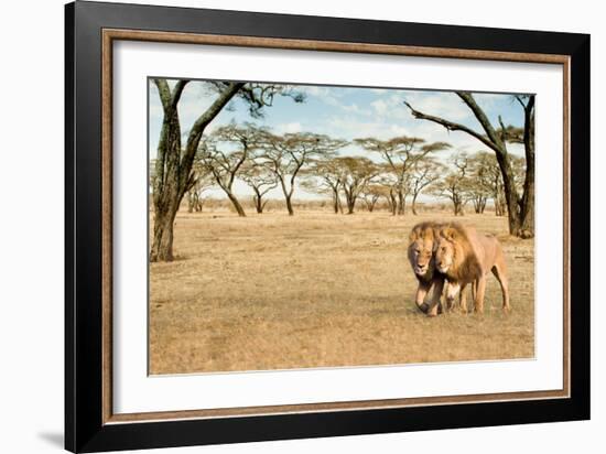 Bonding Lions Walk-Howard Ruby-Framed Photographic Print