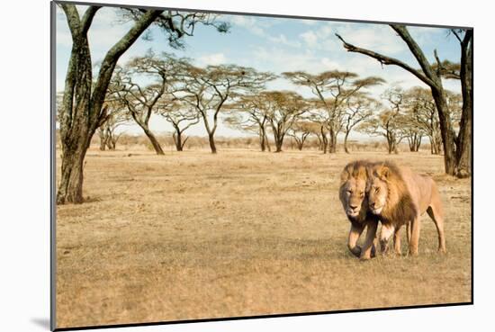 Bonding Lions Walk-Howard Ruby-Mounted Photographic Print
