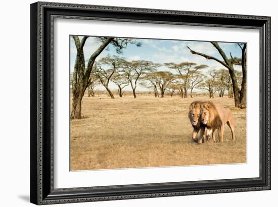 Bonding Lions Walk-Howard Ruby-Framed Photographic Print