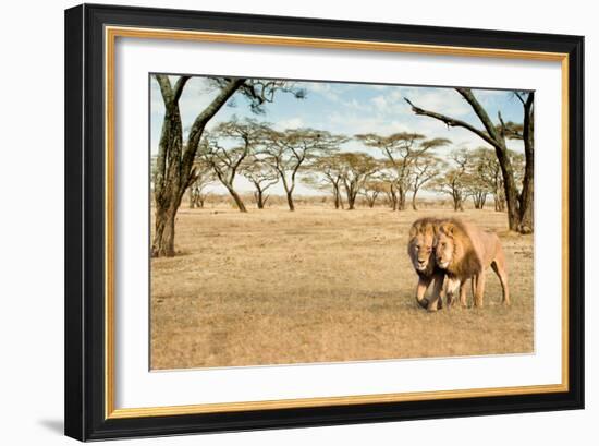 Bonding Lions Walk-Howard Ruby-Framed Photographic Print